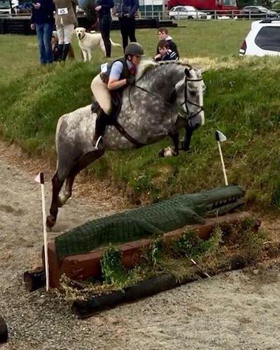 Nagero Irish Sport Horses, County Kerry, Ireland